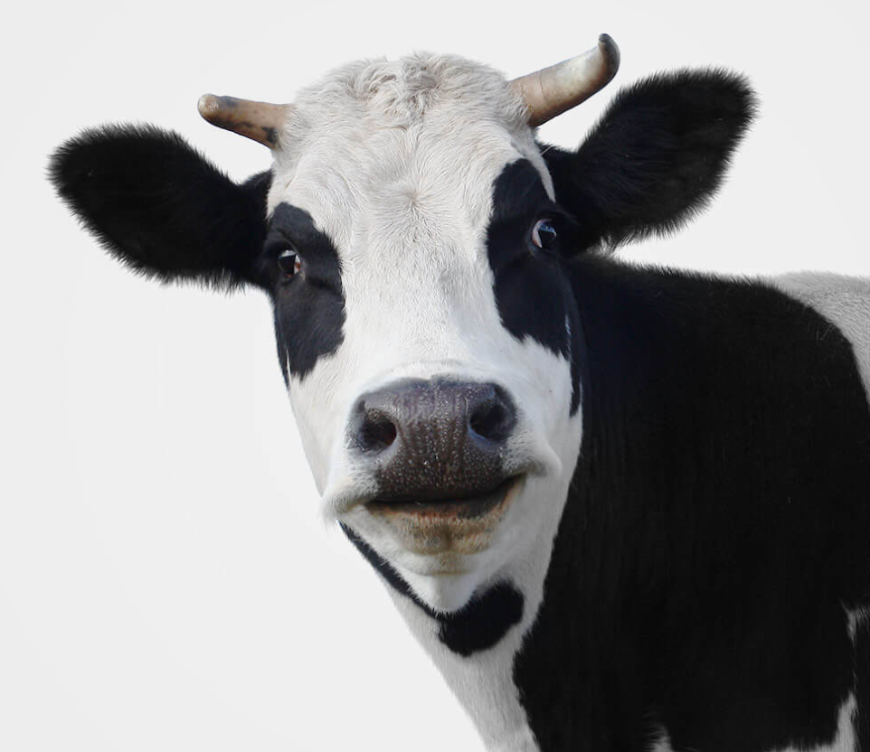 Cow illustration